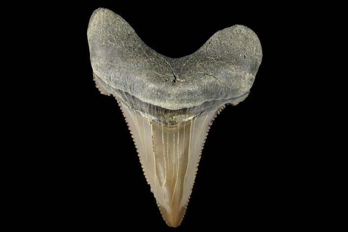Serrated, Fossil Auriculatus Tooth - Tuzbair, Kazakhstan #173790